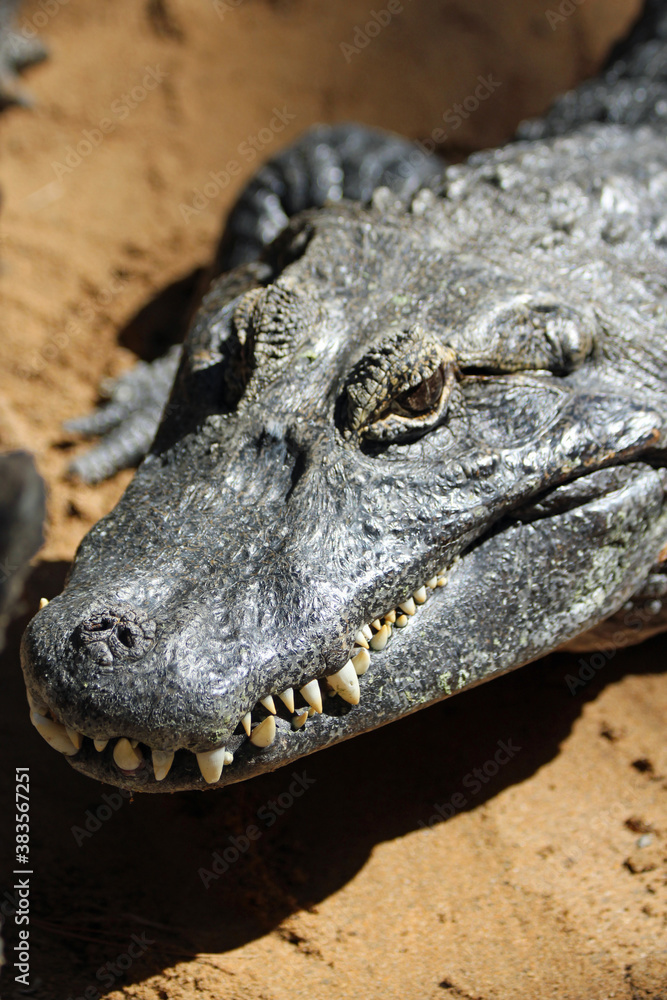 Obraz premium Krokodilkaiman