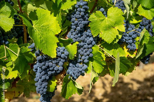 Close-up of bunches of ripe red wine grapes on vine, selective focus background.