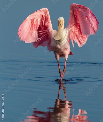 Roseatte spoonbill lands with wings spread. photo