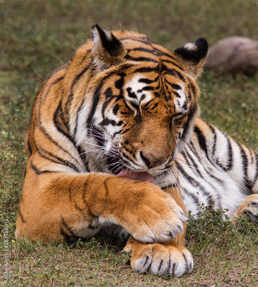Royal Bengal tiger cleaning fur.