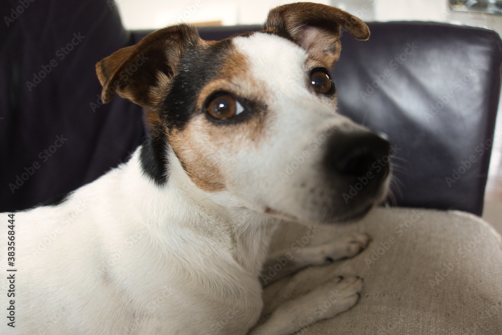 An inquisitive cute Jack Russell Parsons dog on the sofa. Man's best friend