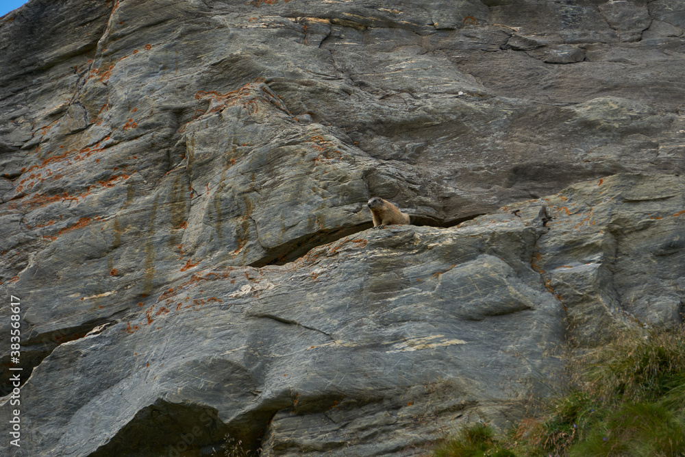 Murmeltiere auf und in Felsen in Bergen Alpen Munggen Mankei Echter Erdhörnchen