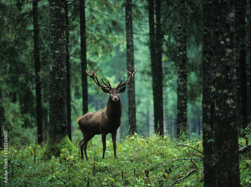 Fototapeta Red deer stag in forest