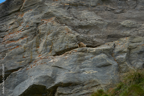 Murmeltiere auf und in Felsen in Bergen Alpen Munggen Mankei Echter Erdhörnchen