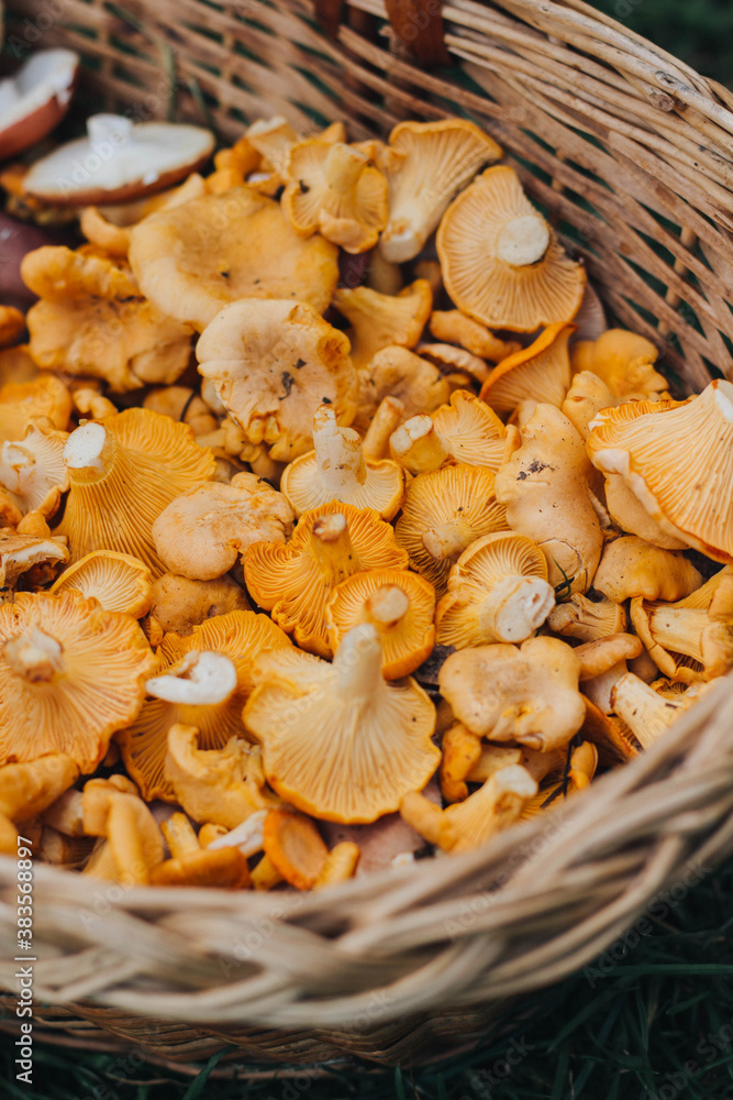 Fototapeta premium mushrooms in a basket