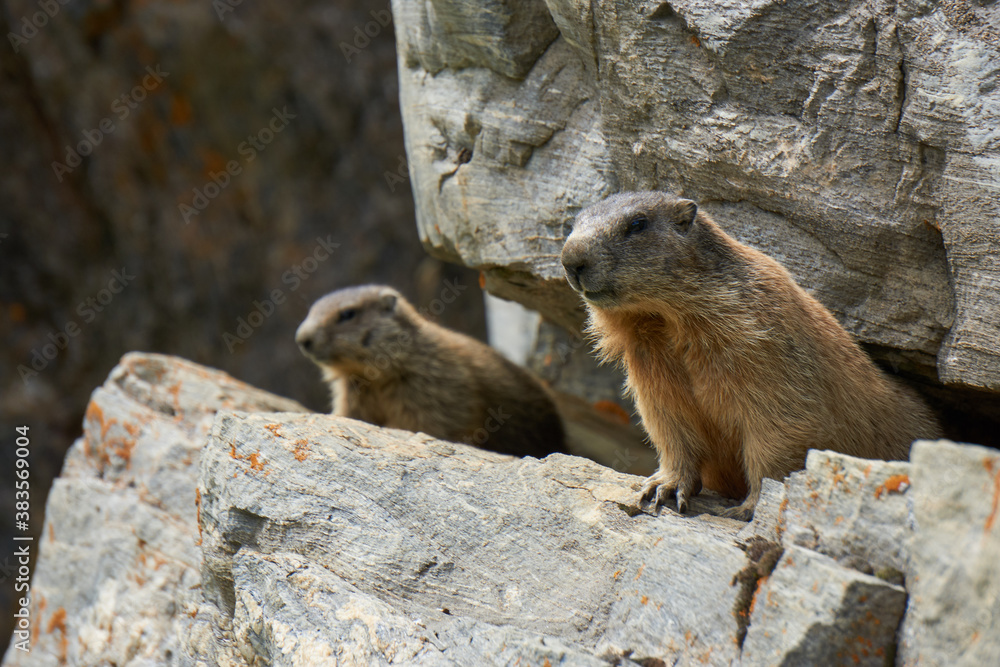 Murmeltiere auf und in Felsen in Bergen Alpen Munggen Mankei Echter Erdhörnchen Murmeltiere auf und in Felsen in Bergen Alpen Munggen Mankei Echter Erdhörnchen