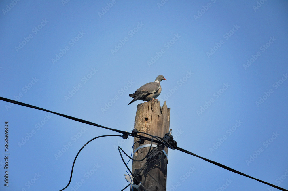 pigeon sitting on an electric pole against the sky pigeon sitting on an electric pole against the sky