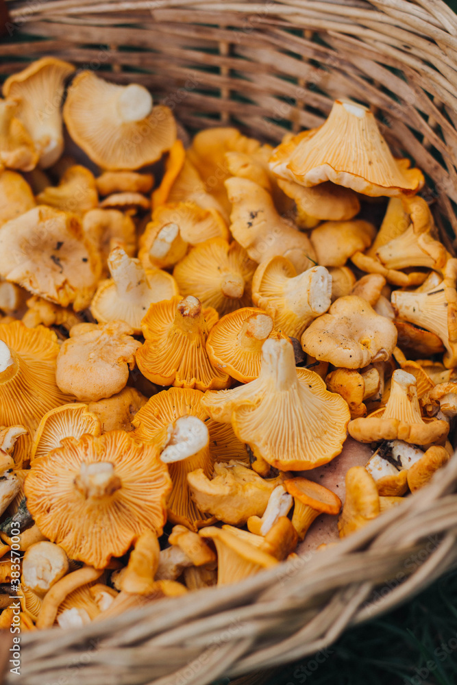 mushrooms in a basket mushrooms in a basket