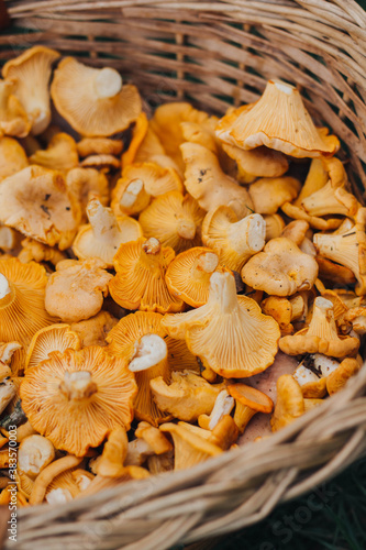 mushrooms in a basket