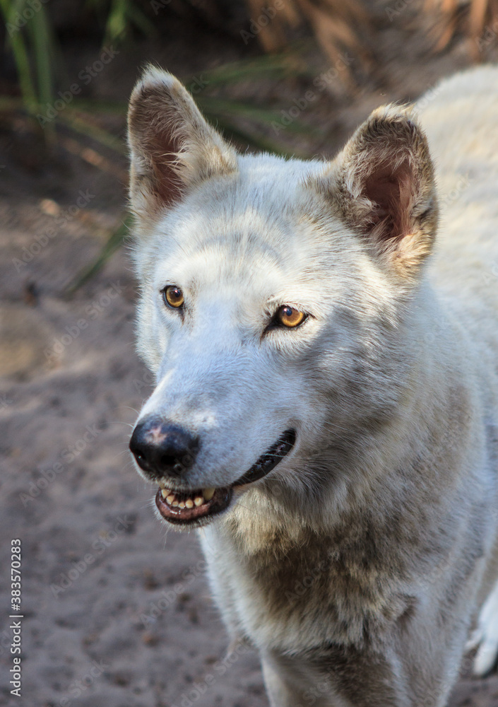 Obraz premium White gray wolf looking off camera left