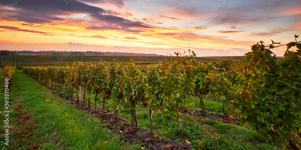 Vineyard at sunrise, autumn landscape