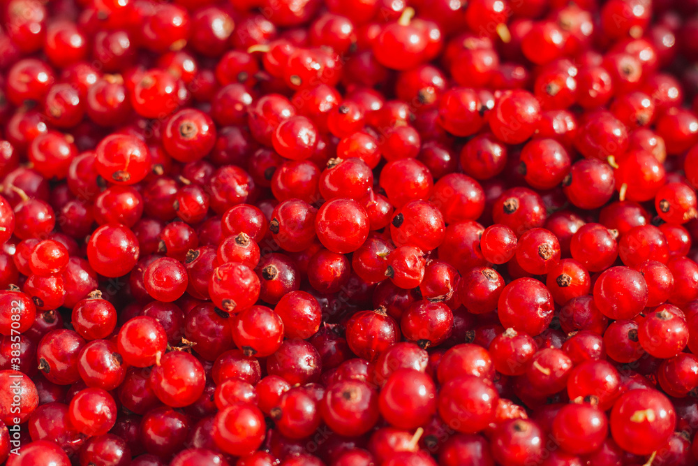 red cranberries background red cranberries background