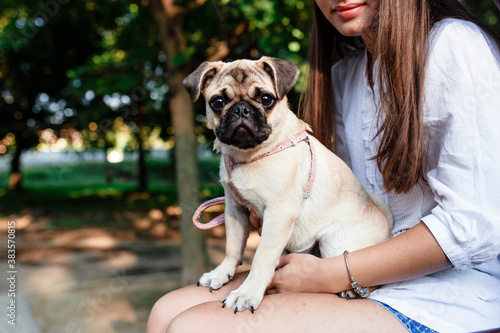 Fototapeta Naklejka Na Ścianę i Meble -  Happy dog. Young woman walking with pug dog in summer park. A humble pet with his master. Portrait of a pug. Portrait of Beautiful male Pug puppy dog. The dog is lying on the ground.