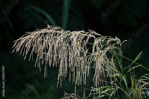 closeup wild grass flowers (Thysanolaena latifolia) with dark forest background, broom grass flower photo