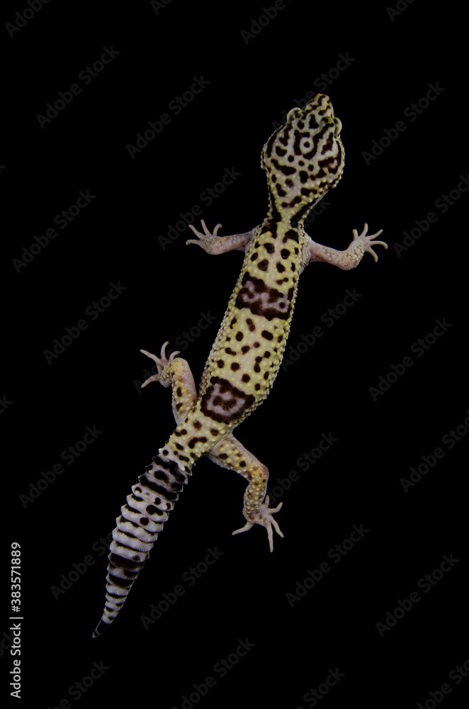 Naklejka premium Iranian eublefar