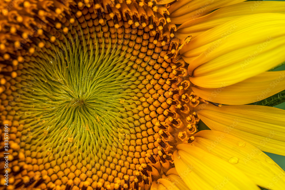 Closeup of a blooming sunflower flower Closeup of a blooming sunflower flower