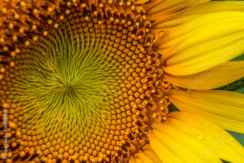 Closeup of a blooming sunflower flower