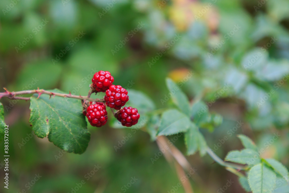 Wild red berries on the plant hanging with blur background. Wild fruits concept Wild red berries on the plant hanging with blur background. Wild fruits concept