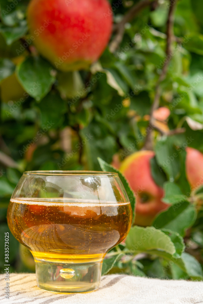 Glass of apple cider from Normandy, France and green apple tree with ripe red fruits on background Glass of apple cider from Normandy, France and green apple tree with ripe red fruits on background
