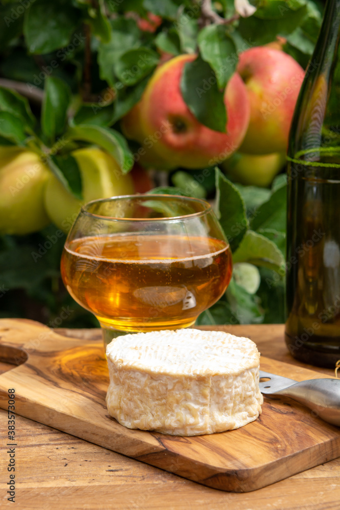 Taste of Normandy, France, glass of apple cider and camembert cheese and green apple tree with ripe red fruits on background Taste of Normandy, France, glass of apple cider and camembert cheese and green apple tree with ripe red fruits on background