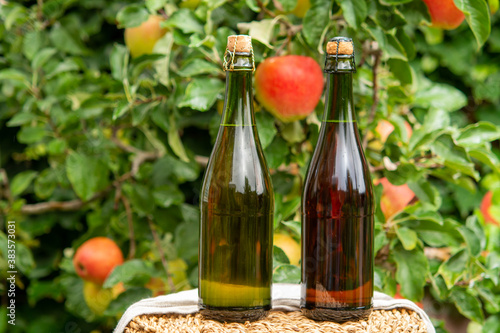 Brut and rose apple cider from Normandy, France and green apple tree with ripe red fruits on background