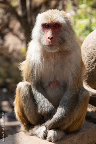 February 2019. Baoxiang temple is also called Shibao temple  which is located in the precipitous cliff of Foding mountain in Dali.  Place populated by hungry little monkeys