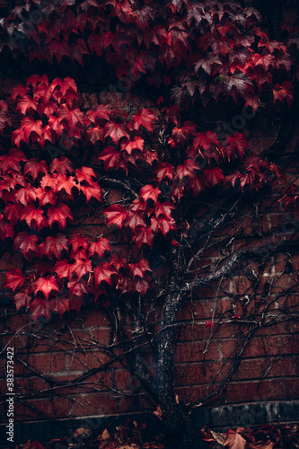 Bright red leaves of wild grapes or ivy leaves on brick wall. Fall season  autumn background concept