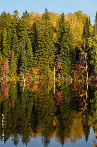 autumn forest in the autumn