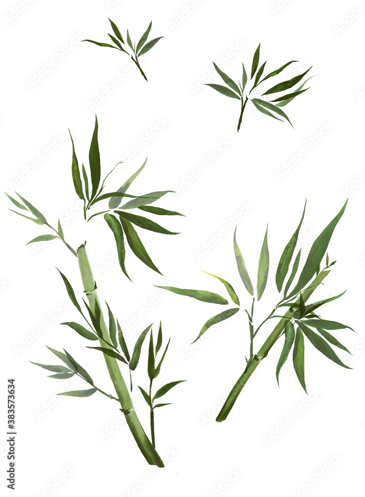 Watercolor - tropical Asian bamboo set1.12 Watercolor - tropical Asian bamboo set1.12