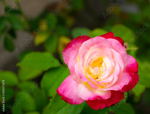 pink rose