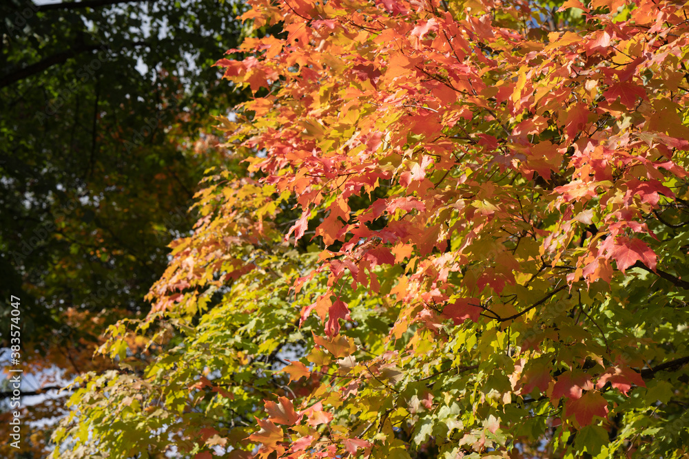 Beautiful Autumn Leaves at the High Park in Toronto Ontario Canada Beautiful Autumn Leaves at the High Park in Toronto Ontario Canada