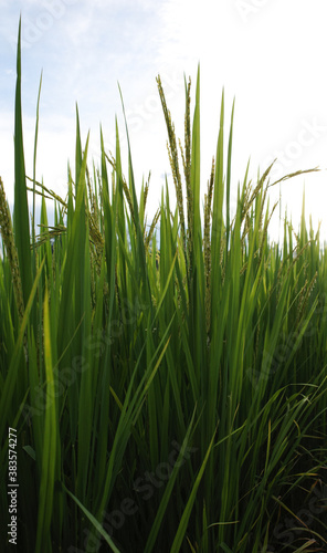 Thai rice plants in vertical frame