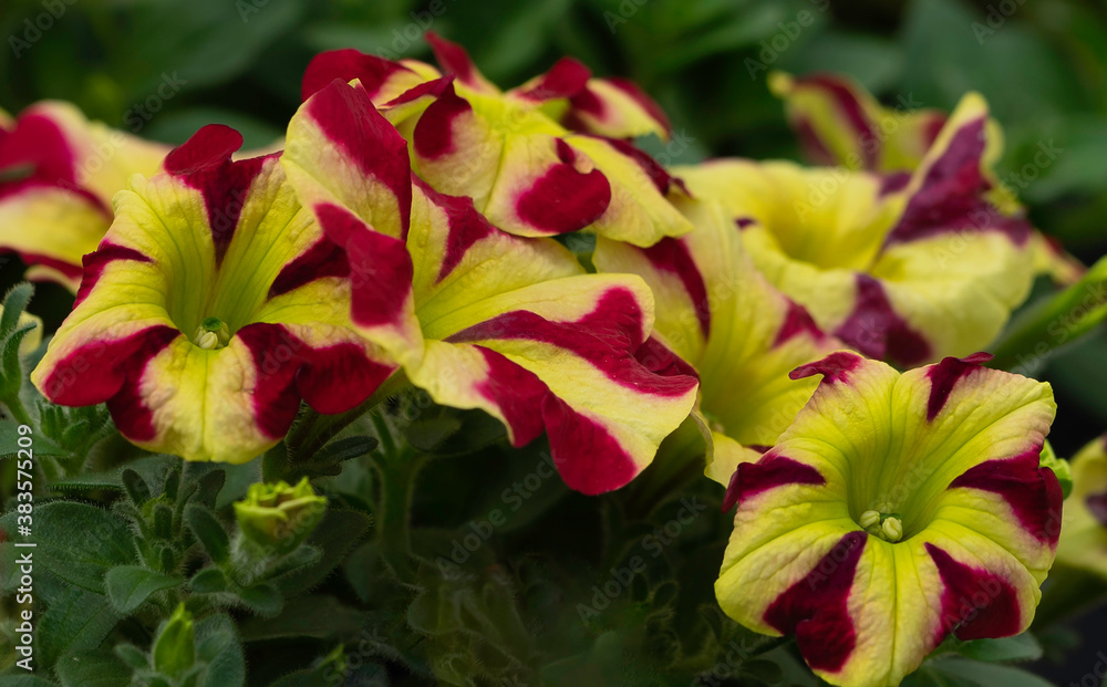 red and yellow flowers red and yellow flowers