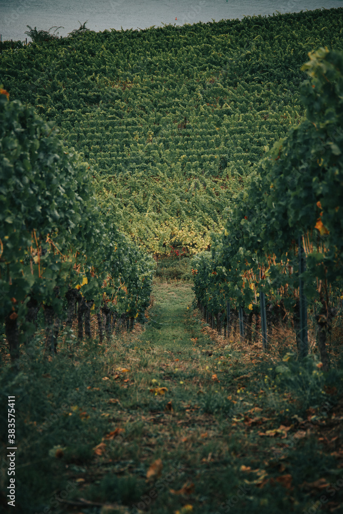 Winery field Winery field