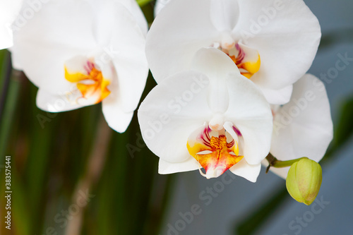Branch of white orchid with buds on a blurred background.