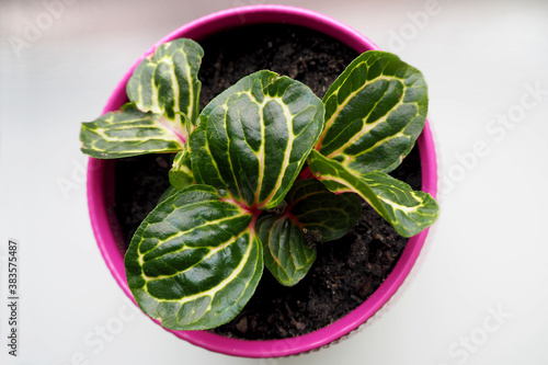 indoor plant begonia with green and yellow streaks in a ceramic pink pot on a light background top view