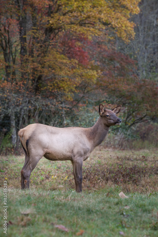 Young elk in autumn meadow.