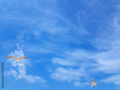 Seagull flies in the blue summer sky  selective focus