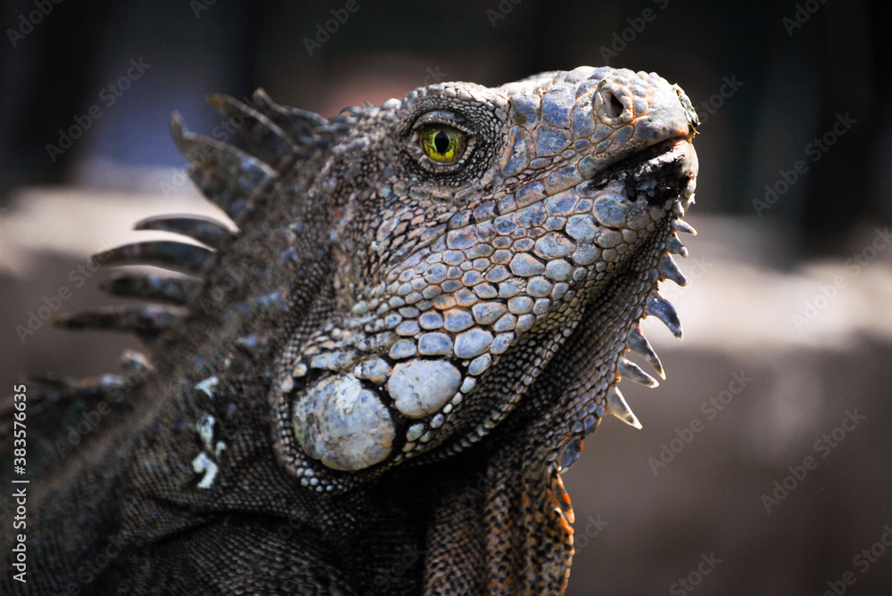 Fototapeta premium Rostro Iguana