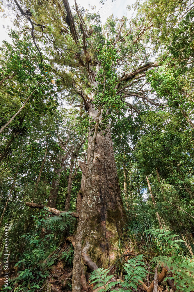 Fototapeta premium Tall Kauri Tree in Waipoua Forest