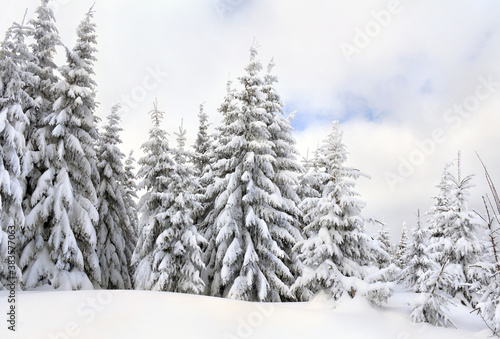 Winter landscape of fir forest in snow