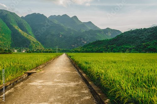 Fototapeta Naklejka Na Ścianę i Meble -  Terraced rice field with rural road in Lac village, Mai Chau Valley, Vietnam, Southeast Asia.