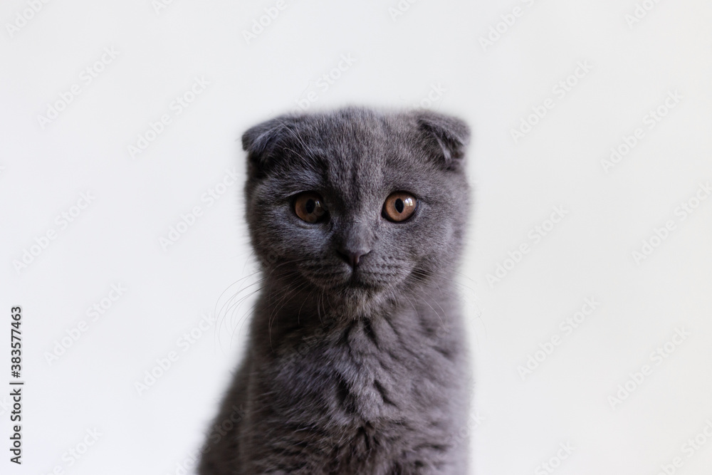 Gray Scottish Fold kitten on a white background