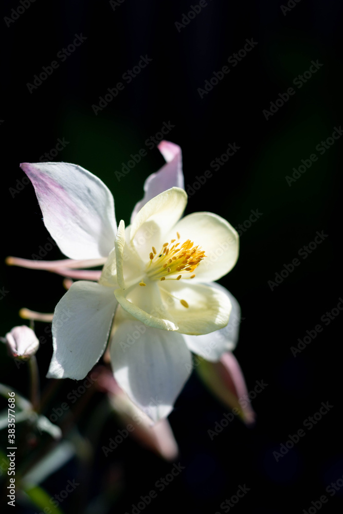 white flower