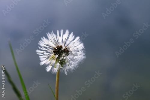 dandelion