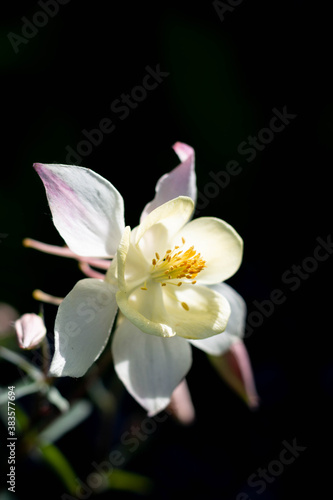 white orchid on black