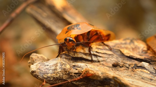 giant cockroach Blaberus giganteus in terrarium photo