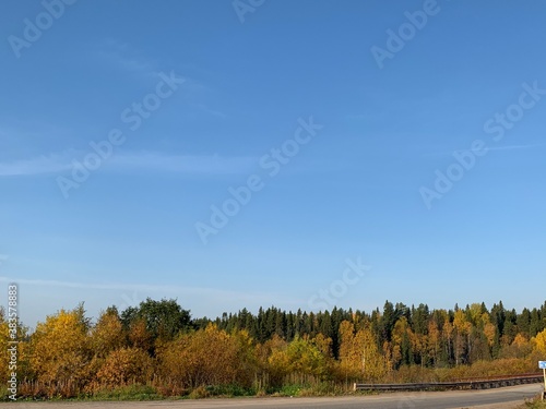 autumn in the forest © Александр Звягин