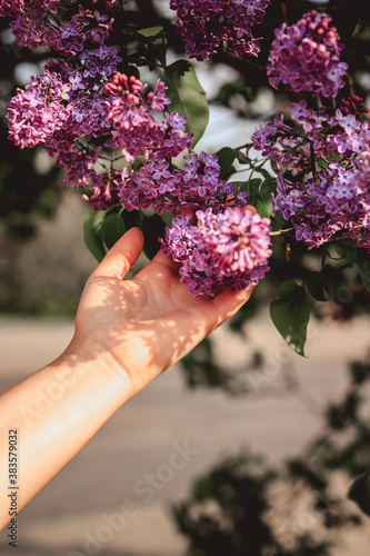 person holding pink flowers