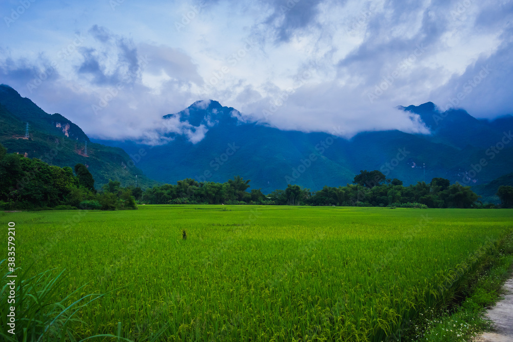 Obraz premium Green rice field and mountains, Mai Chau Valley, Vietnam, Southeast Asia.